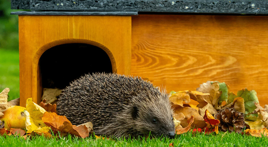 Huisdier Winkel -Huisdier Winkel 1