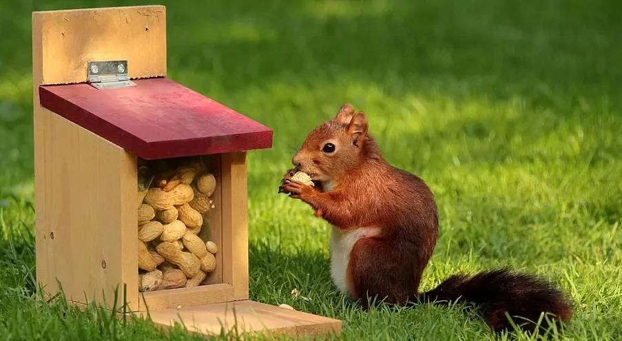 Huisdier Winkel -Huisdier Winkel 2