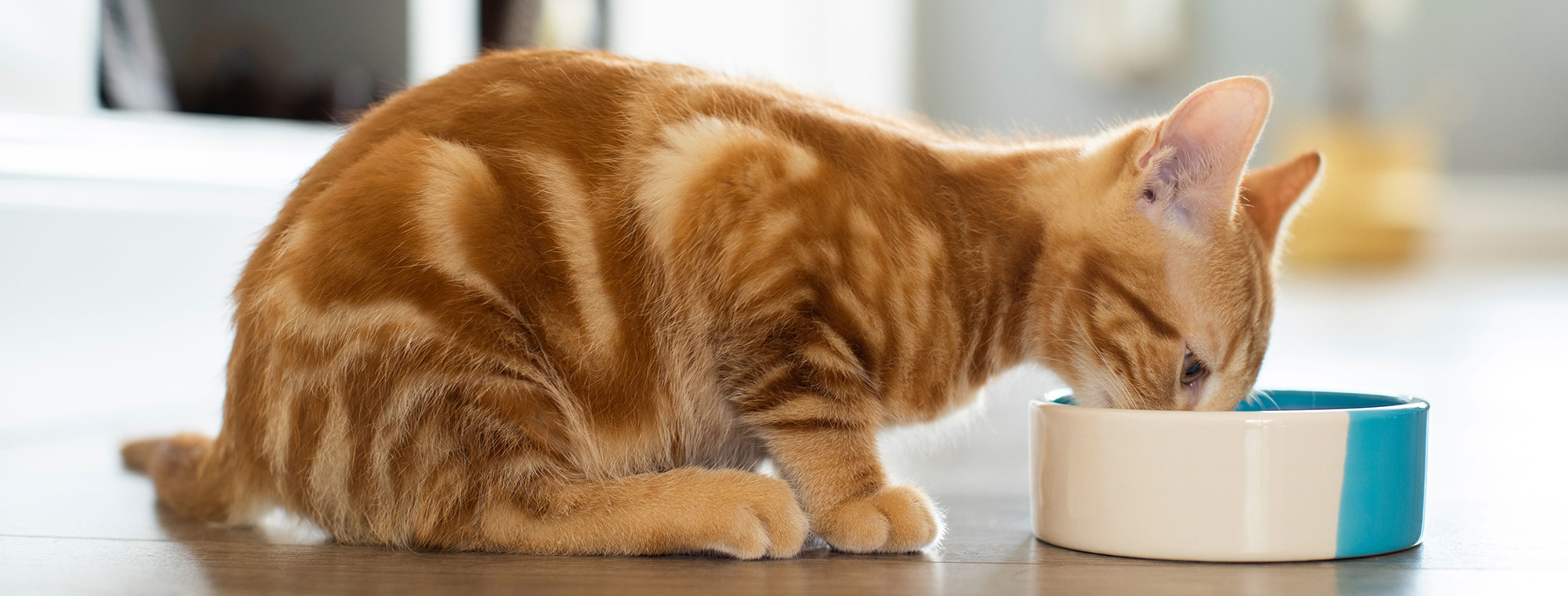 Huisdier Winkel -Huisdier Winkel 3