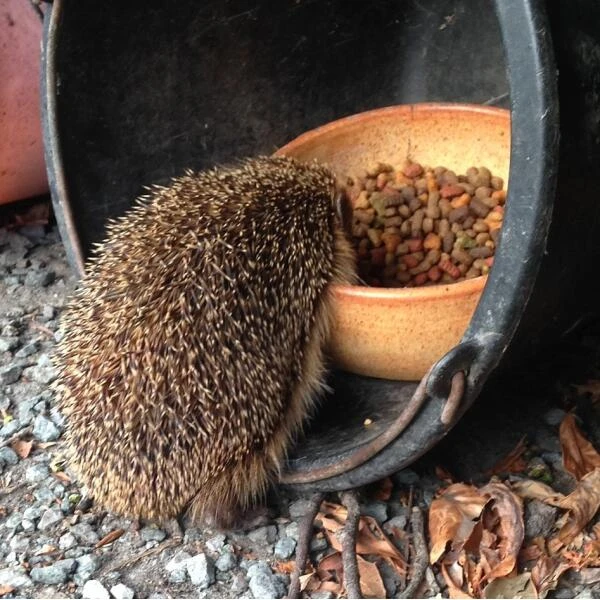 ESSCHERT DESIGN Egelhuis Met Inkomtunnel 2 ESSCHERT DESIGN Egelhuis Met Inkomtunnel - Afbeelding 2