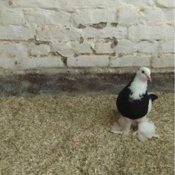 Hennep Strooisel Aubiose Bedding Pluimvee/duiven 20 Kg -Huisdier Winkel henneplemen bedding pluimvee 20 kg 1620714388 2 600