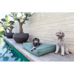 Hondenkussen Fantail 'Stargaze' 100 × 70 Cm - Botanical Green -Huisdier Winkel hondenkussen fantail stargaze botanical green 1623233769 3 600