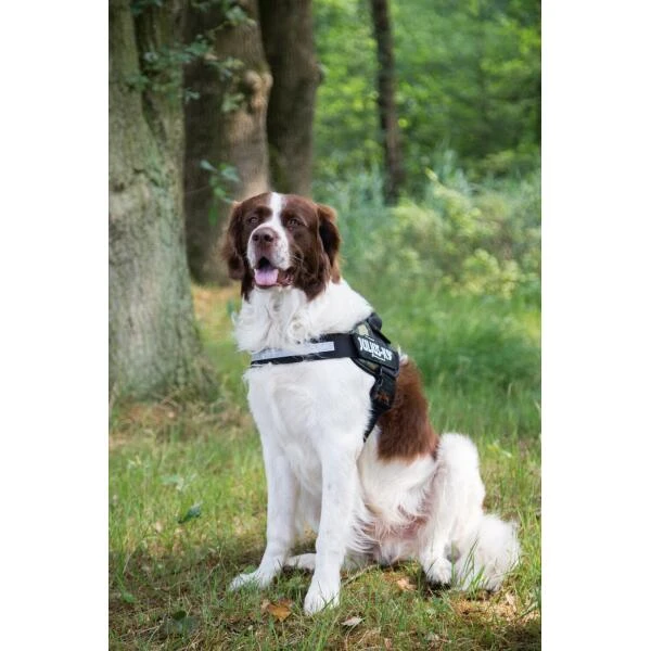 JULIUS K9 Hondentuig Camouflage - Large 2 JULIUS K9 Hondentuig Camouflage - Large - Afbeelding 2