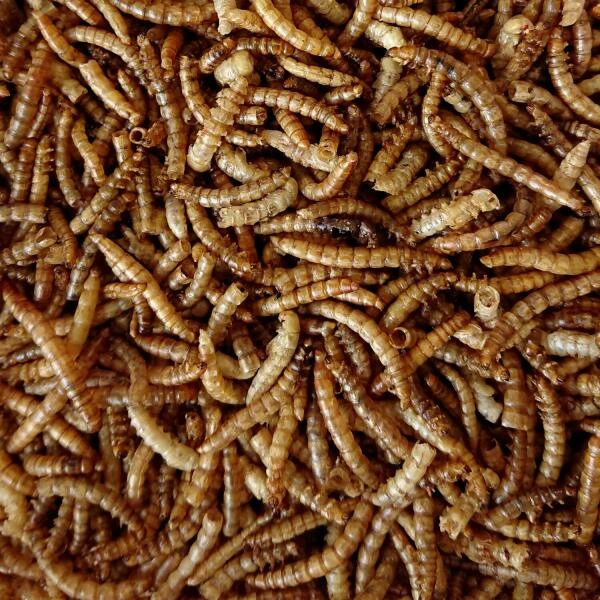 Meelwormen Voor Tuinvogels 450 G 2 Meelwormen Voor Tuinvogels 450 G - Afbeelding 2