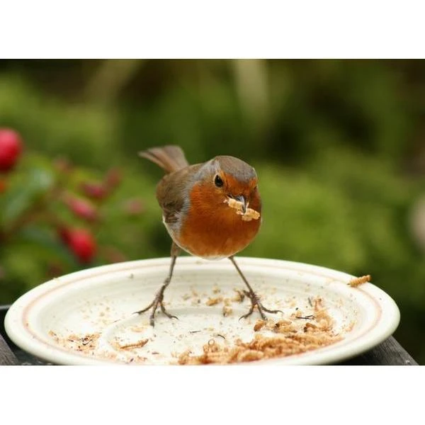 Gedroogde Meelwormen - 100 Gram 3 Gedroogde Meelwormen - 100 Gram - Afbeelding 3