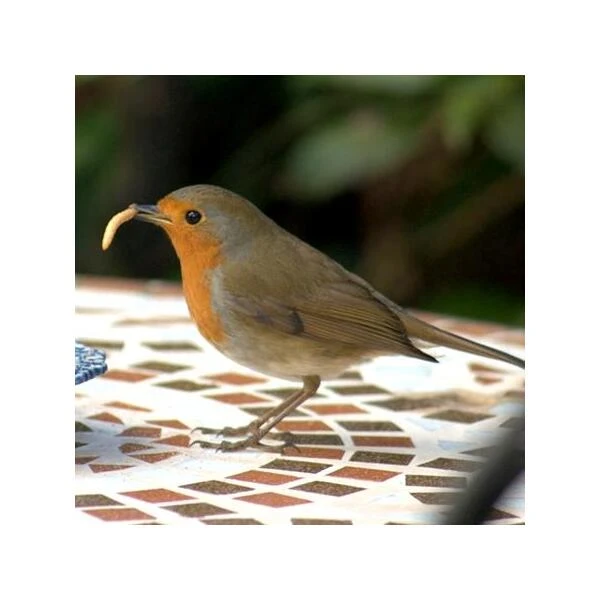 Gedroogde Meelwormen - 100 Gram 4 Gedroogde Meelwormen - 100 Gram - Afbeelding 4