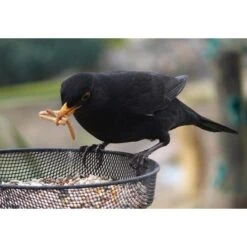 Gedroogde Meelwormen - 100 Gram 9 Gedroogde Meelwormen - 100 Gram -Huisdier Winkel meelwormen gevriesdroogd 100g 1484053488 4 600