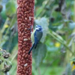 Pindanoten Ongepeld In Net - 1 Kg -Huisdier Winkel pindanoten in net 1 kg 1538476152 2 600