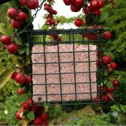 Vetblok Met Bosvruchten